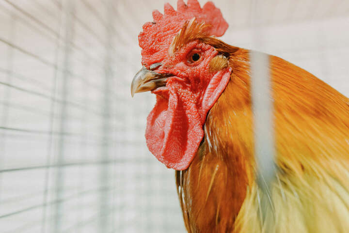 More Than 70 Chickens Seized In Texas Cockfighting Bust 