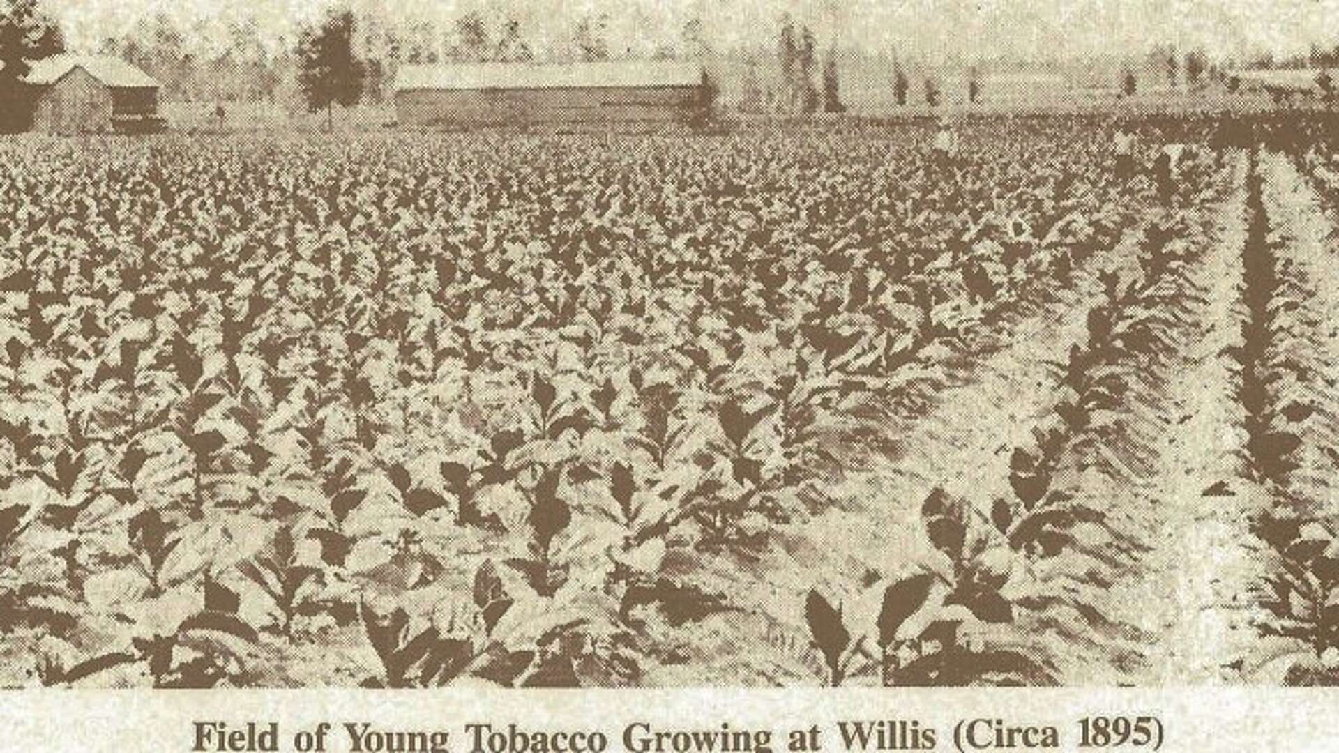 tobacco stop conroe tx Express, 1802 N Frazier St, Conroe, 77301, US Willis' tobacco king title was