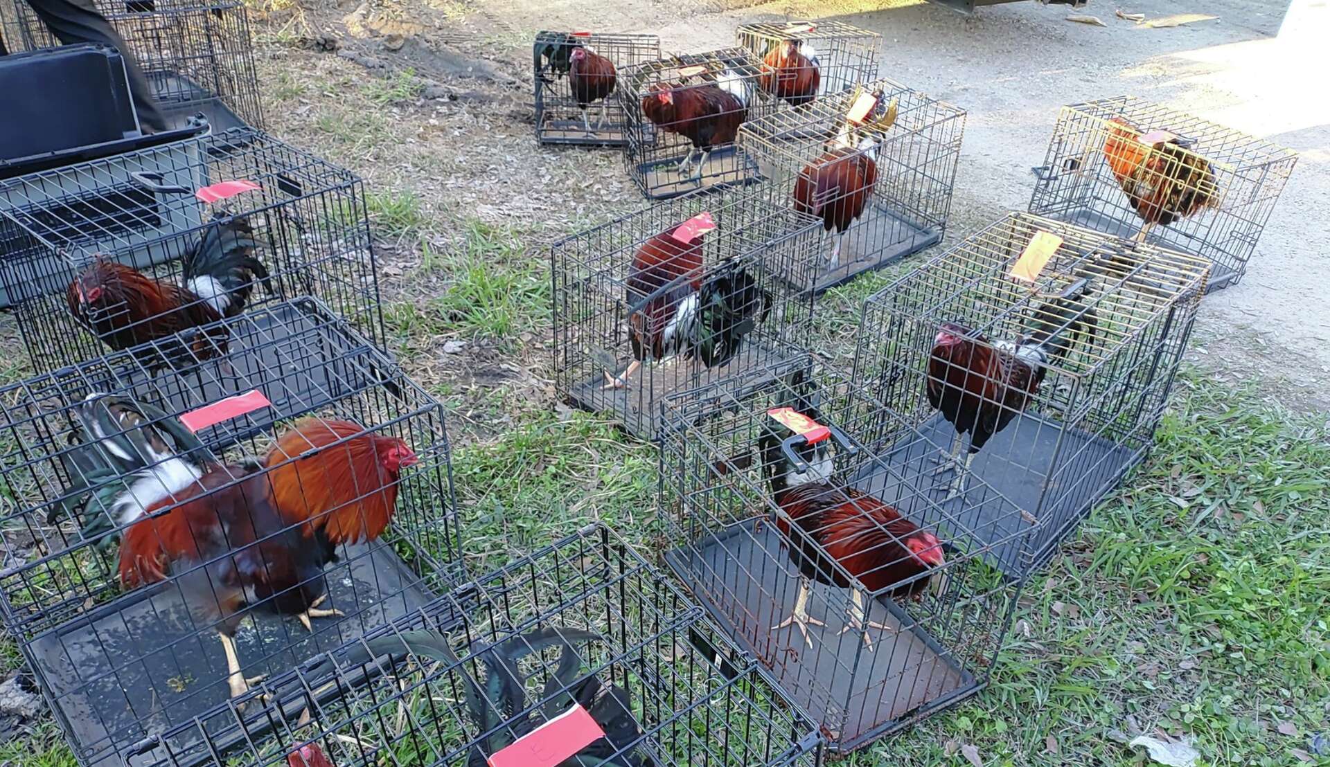 115 Roosters Hens Seized From Harris County Cockfighting Ring 