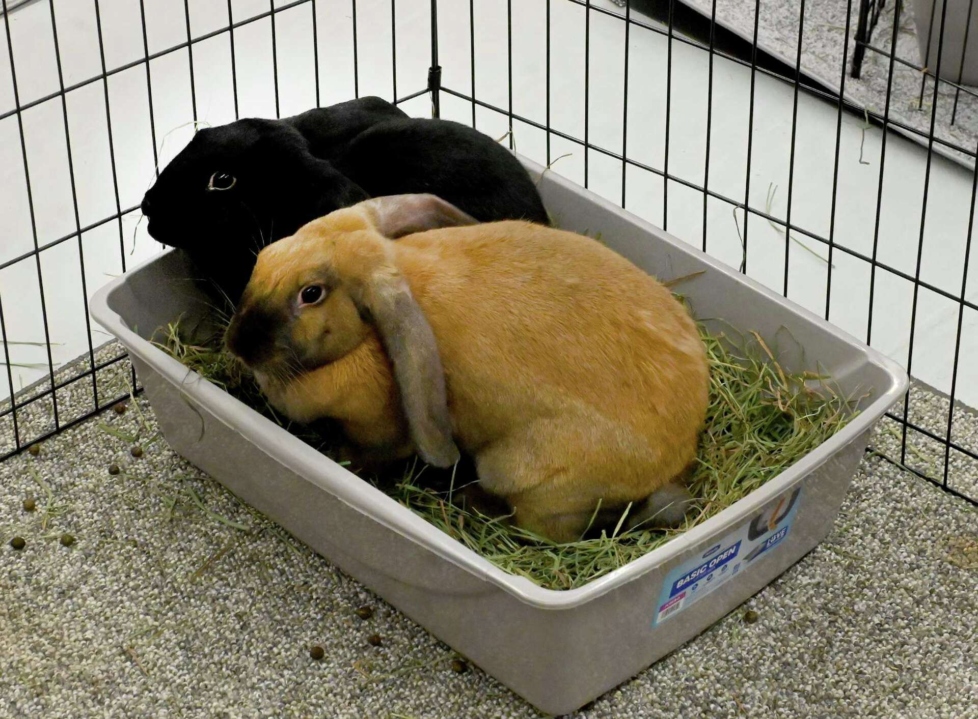 Dumper The Rabbit CT rescuers brace for ‘Easter dump’ of abandoned pet rabbits