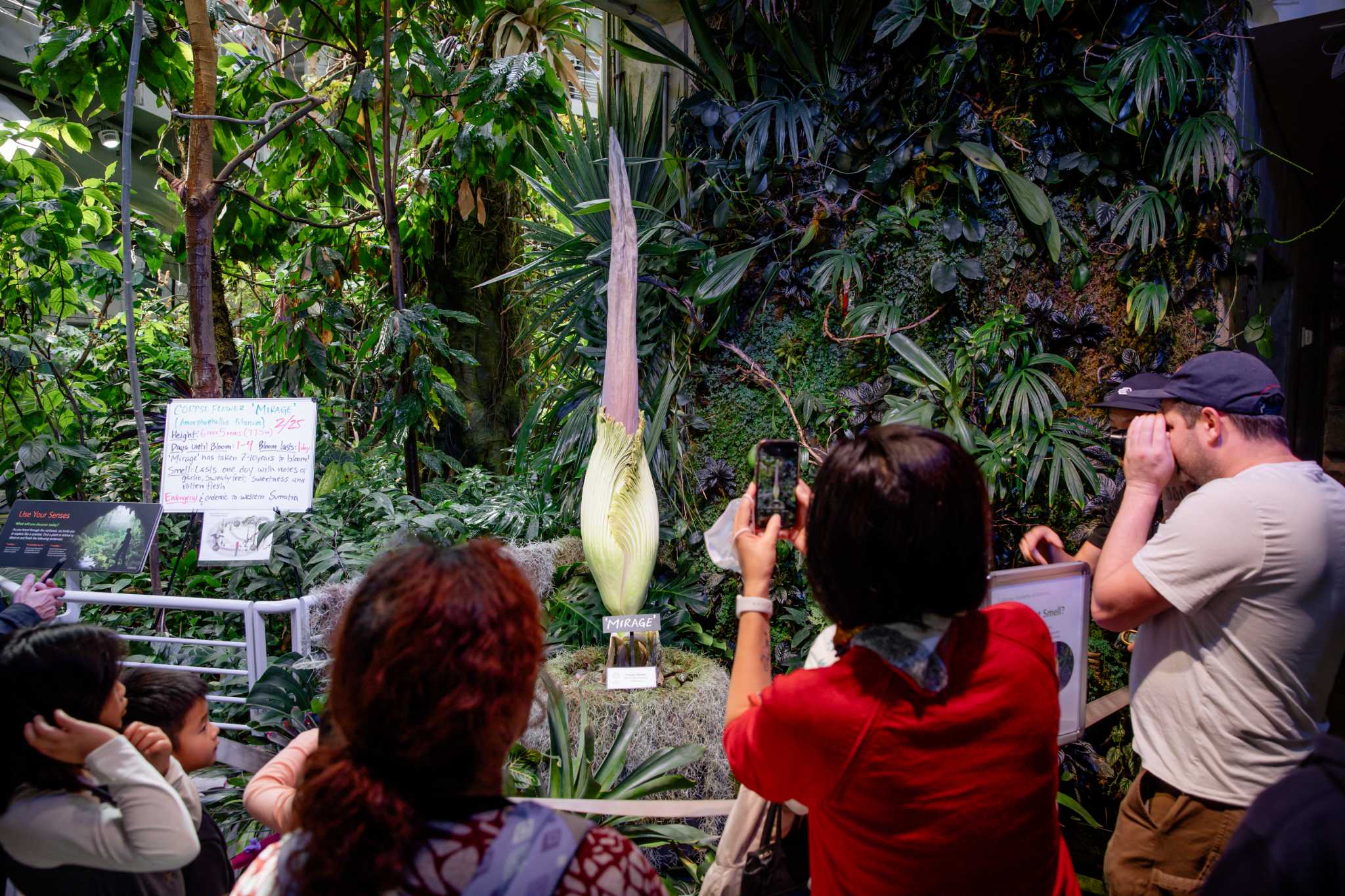 With corpse flower about to bloom at SF academy, noses on high alert