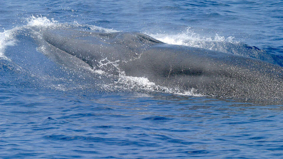 A Rice's whale is pictured. These whales were found to frequent Texas coasts in the Gulf of Mexico, after new research was released by the NOAA in February 2024. 