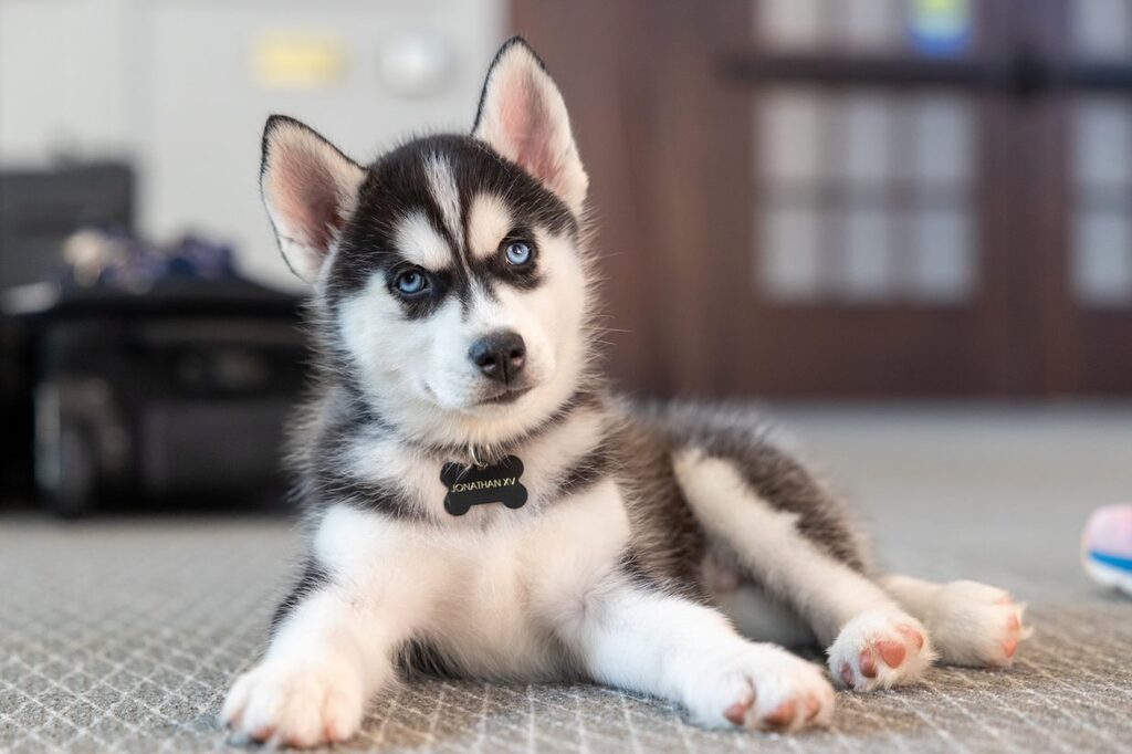 UConn's Jonathan XV Husky taking over as top mascot