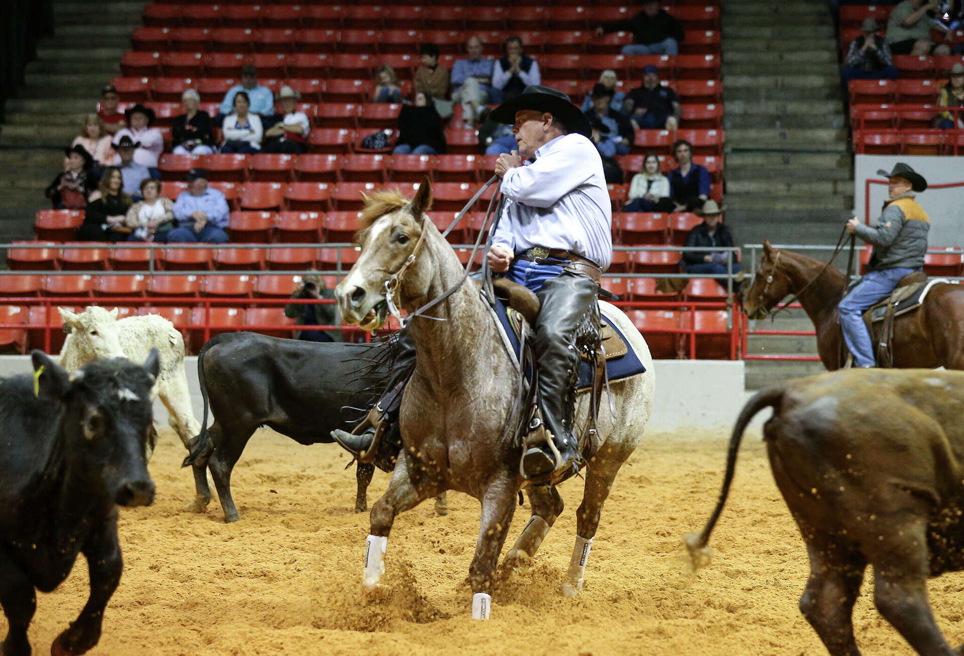 Schedule, events for Houston Rodeo horse show competitions