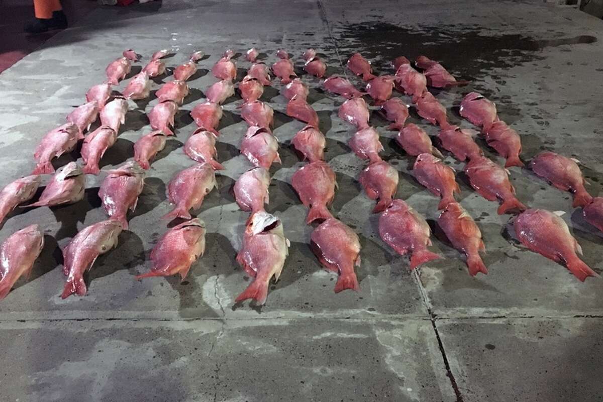 This contraband red snapper, part of a 430-pound haul, was seized by U.S. Coast Guard boats in June 2019. 