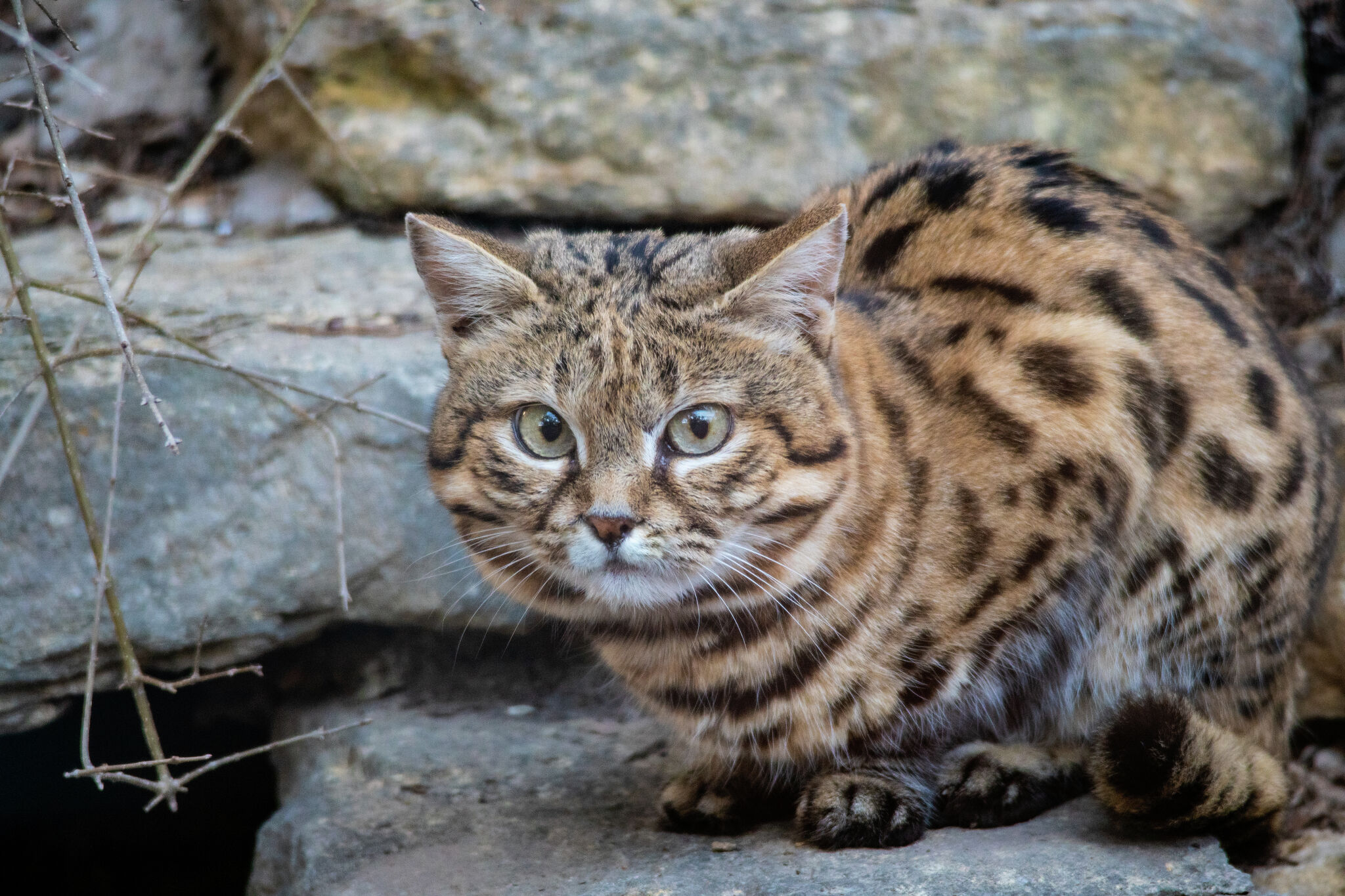 Blackfooted cats recover at Texas animal sanctuary
