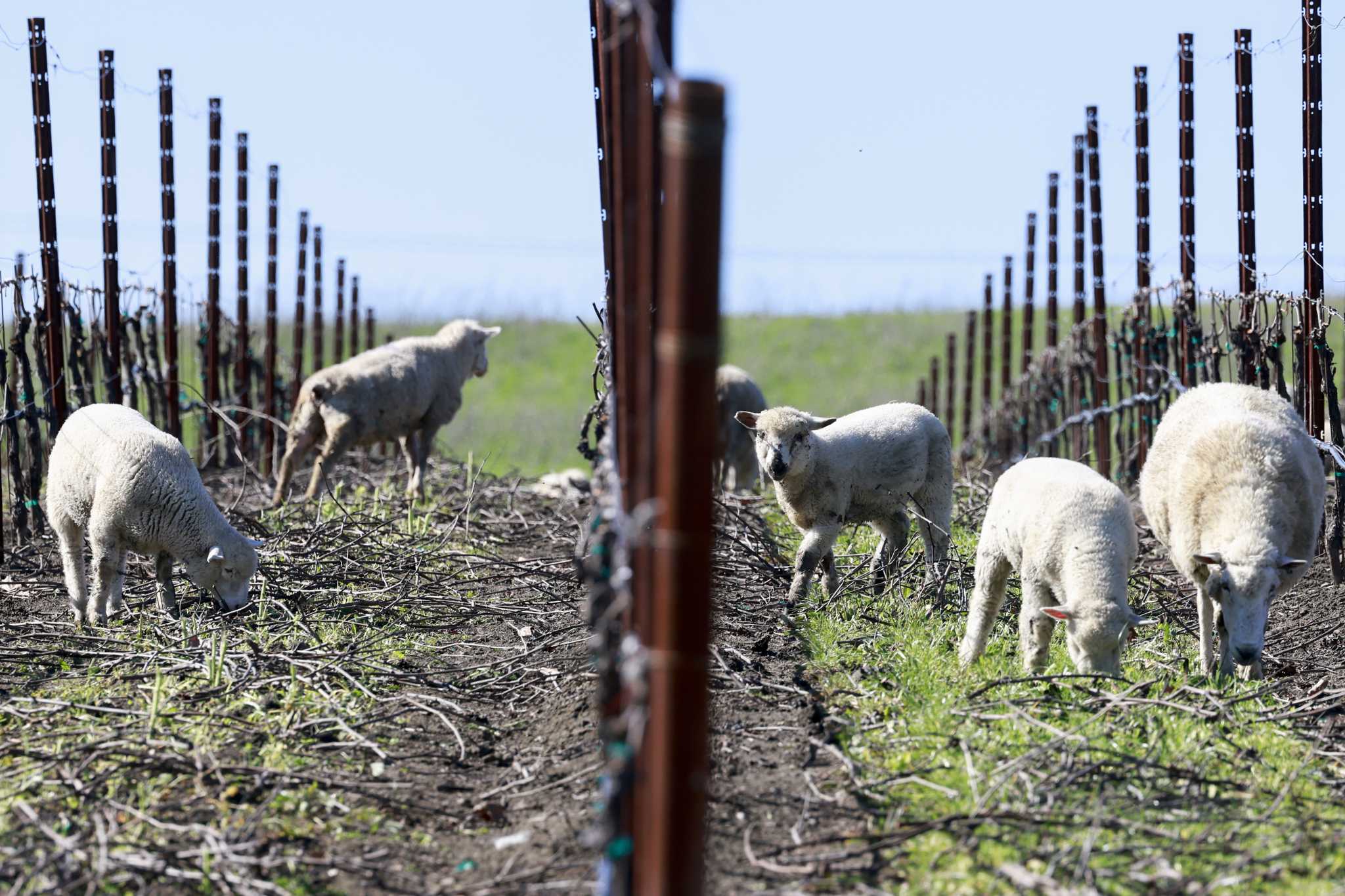 Cute sheep are all over Wine Country. Has the trend gone too far