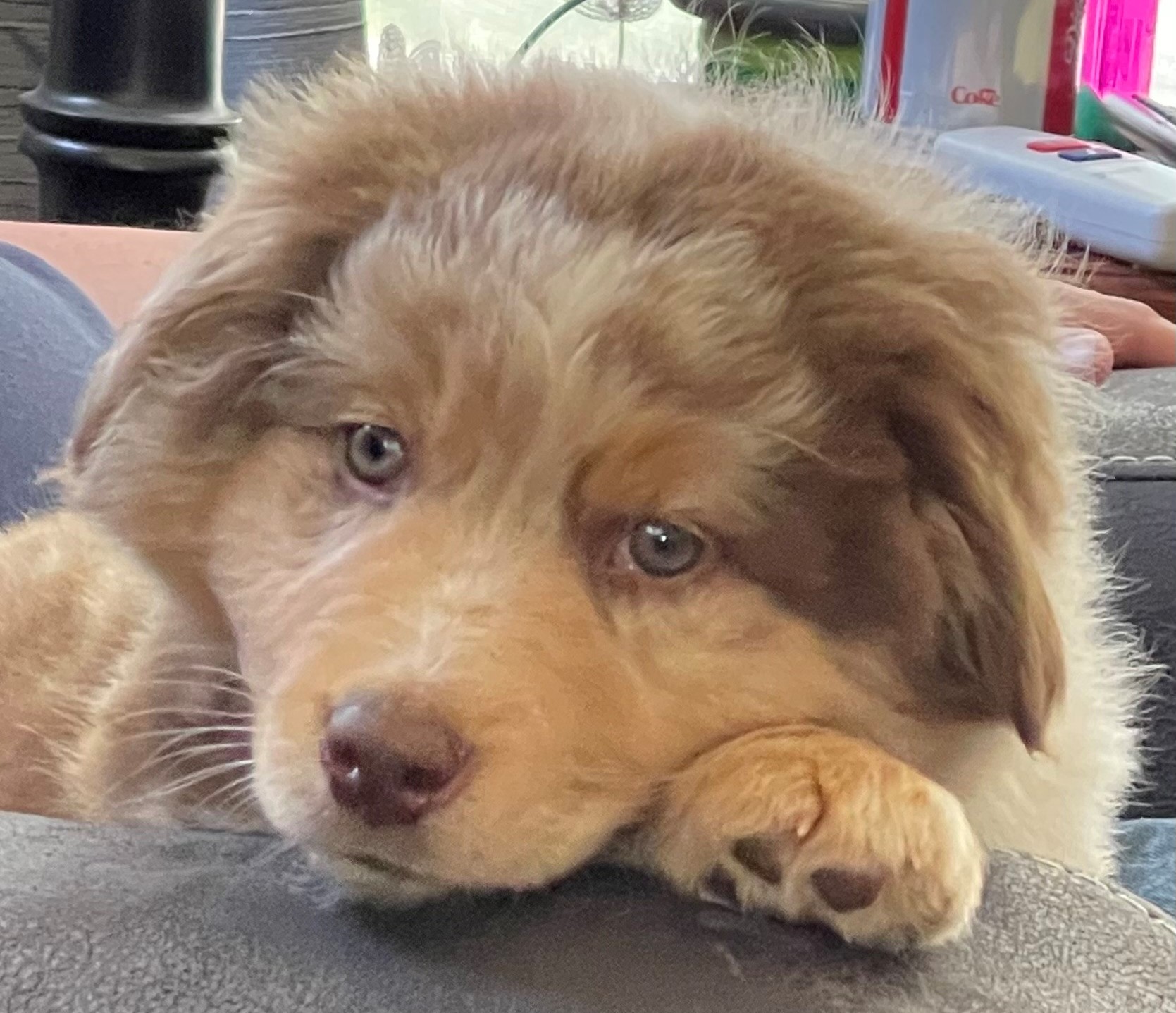 Cutest Dog Contest Supports Local Rescues