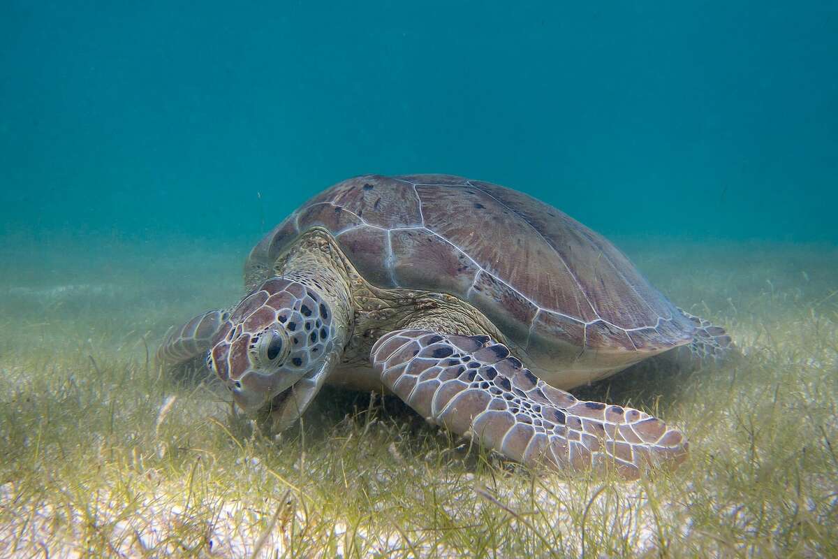 A green sea turtle munches on seagrass in Akumal Bay off Mexico's Yucatan Peninsula.