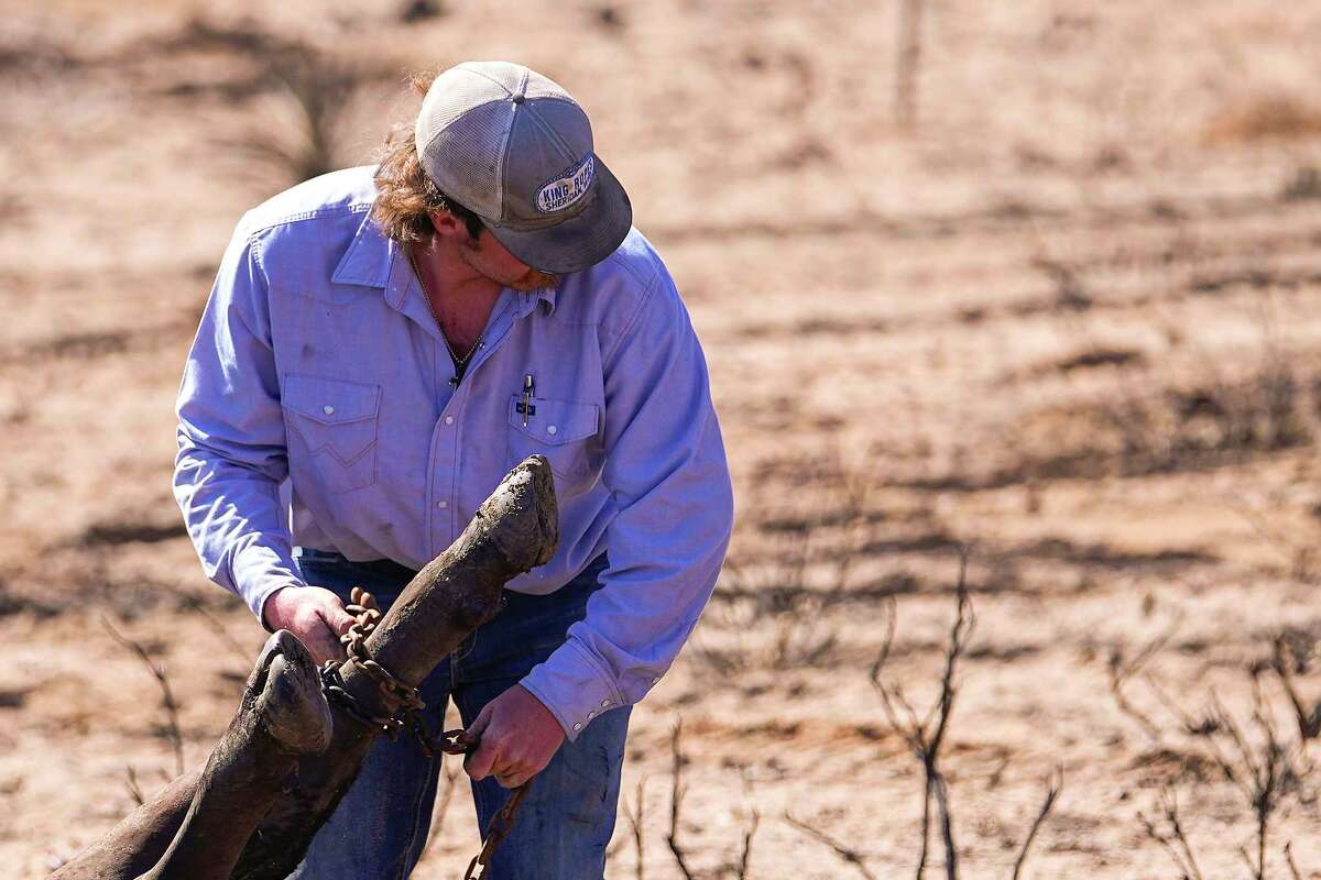 A rancher collects dead cattle in an area burned by the Smokehouse Creek Fire, Friday, March 1, 2024, in Skellytown, Texas. The wildfire, which started Monday, has left behind a charred landscape of scorched prairie, dead cattle and burned-out homes in the Texas Panhandle.