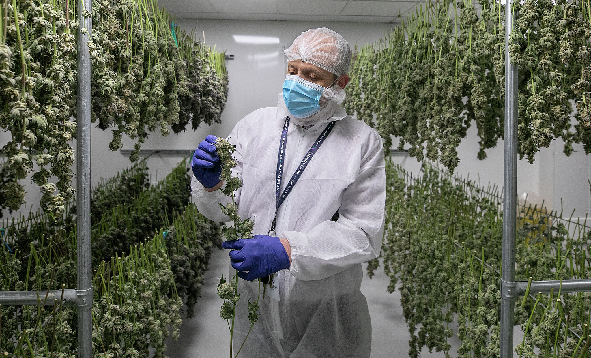 Connecticut cannabis regulators move to suspend or revoke grower's license