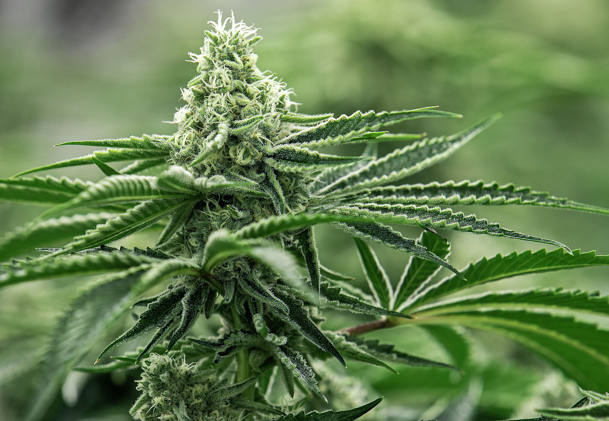 Price Per Gram Of Cannabis Hits New High In CT
