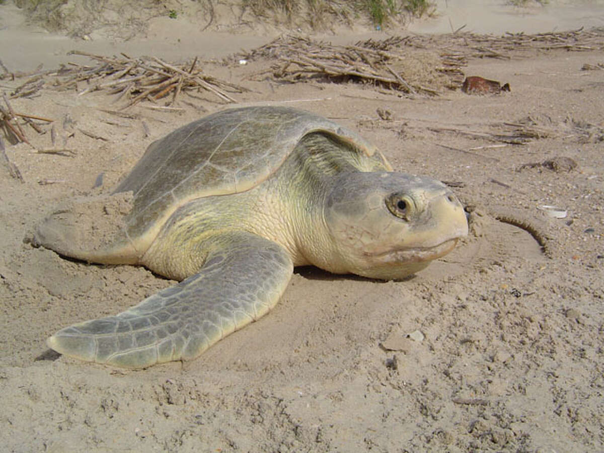 Kemps ridley turtles making comeback