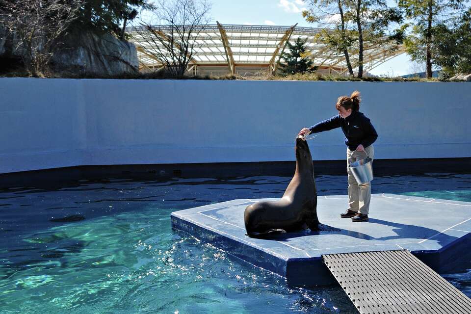 Mystic Aquarium Announces Death Of Steller Sea Lion, Astro