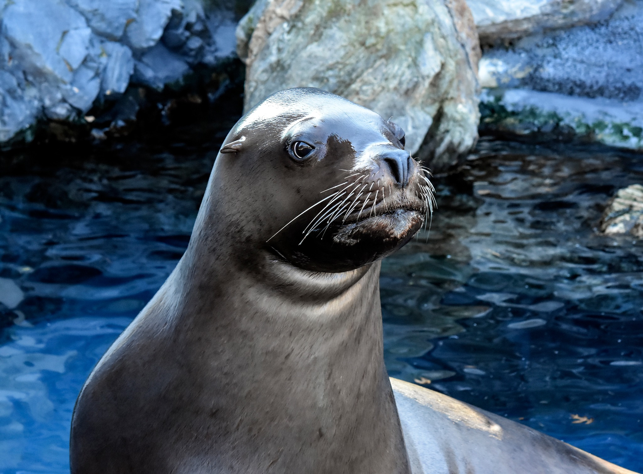 Mystic Aquarium announces death of Steller sea lion, Astro