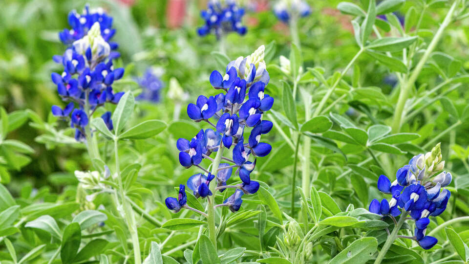 With recent rains and warmer temperatures wildflowers like bluebonnets are appearing along roadsides around Houston, Wednesday, Feb. 28, 2024.