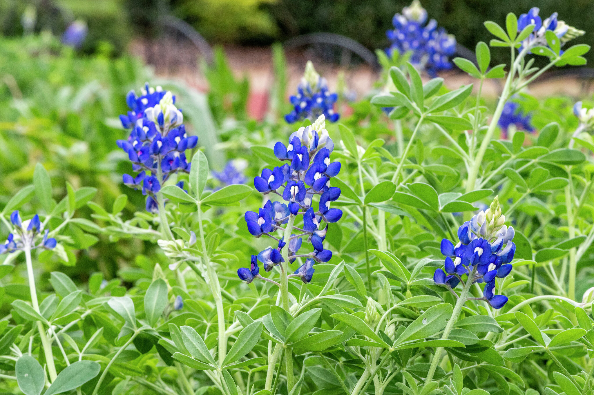 April showers and May flowers: Is there truly a Texas connection?