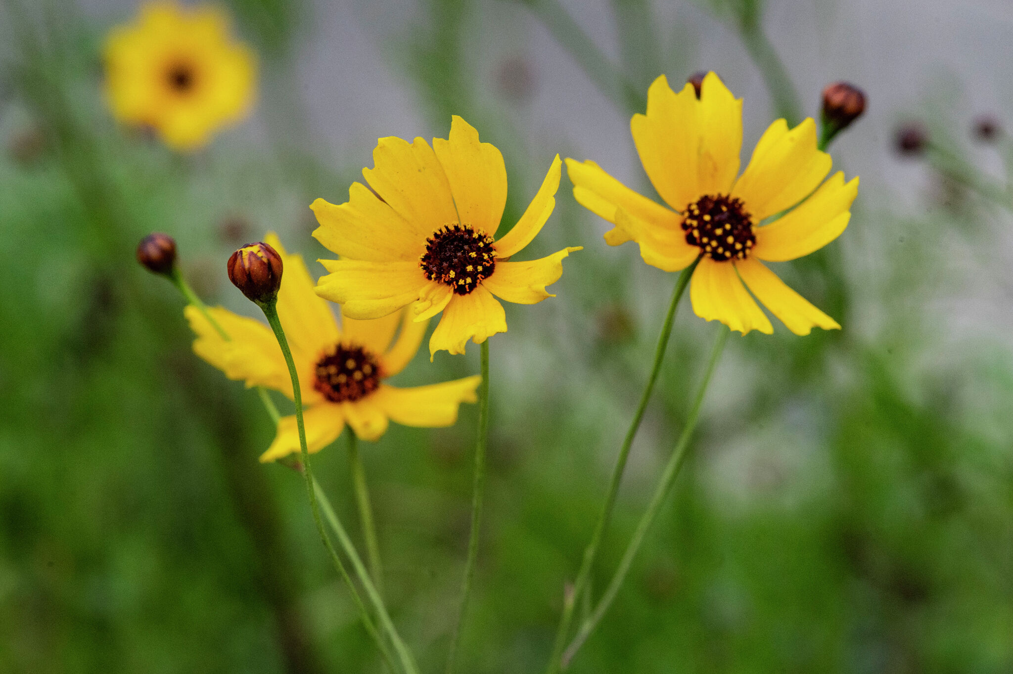 Invasive bastard cabbage threatens growth of wildflowers in Texas