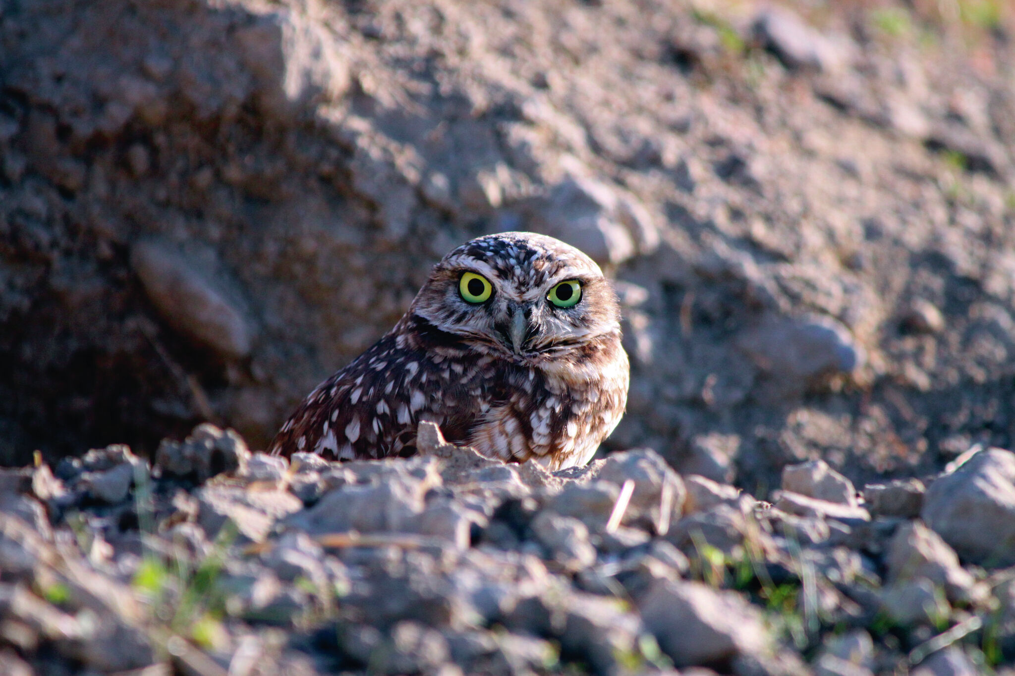 Environmentalists ask California to protect burrowing owls