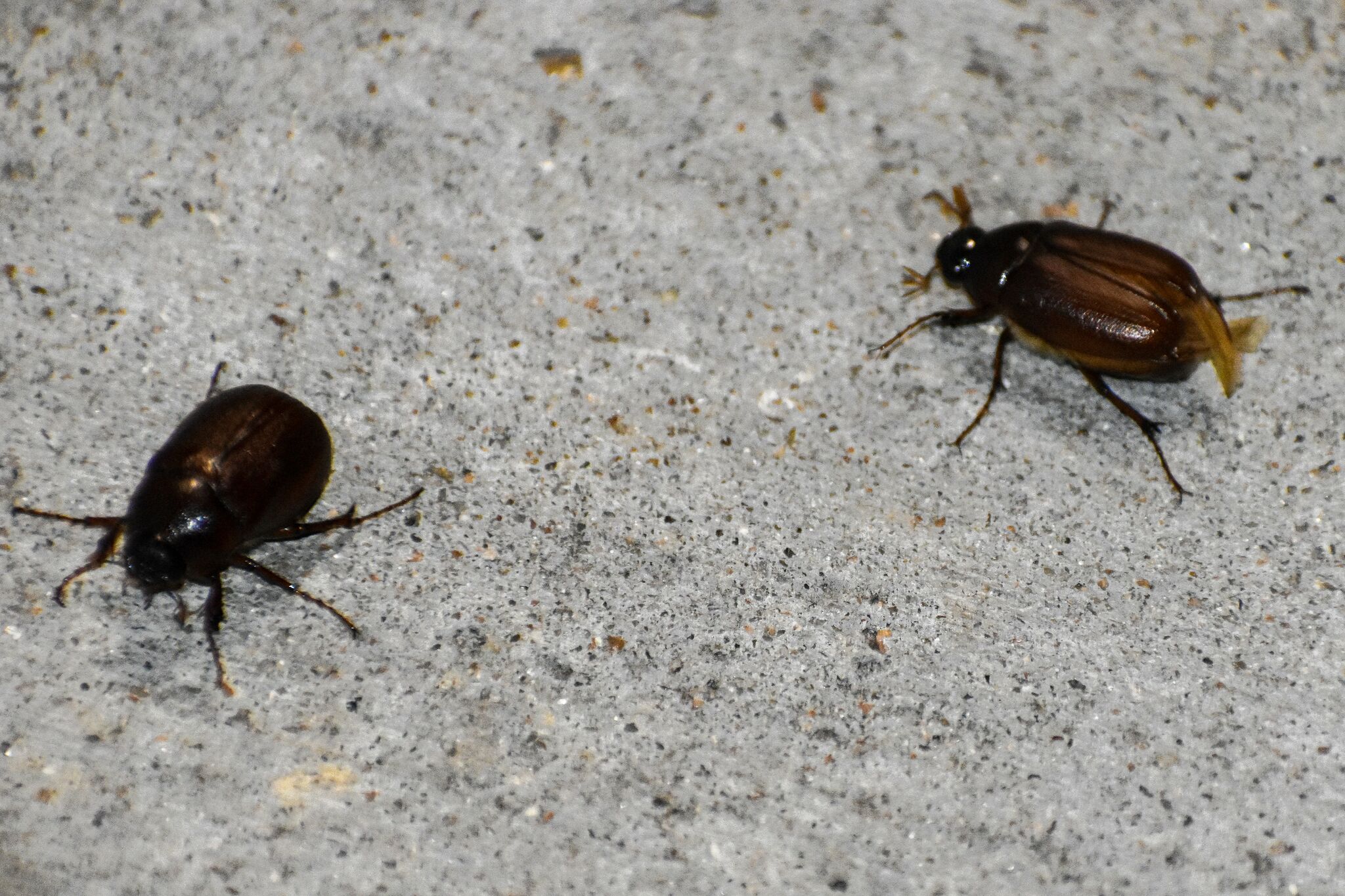 June bugs swarm Houston in spring invasion