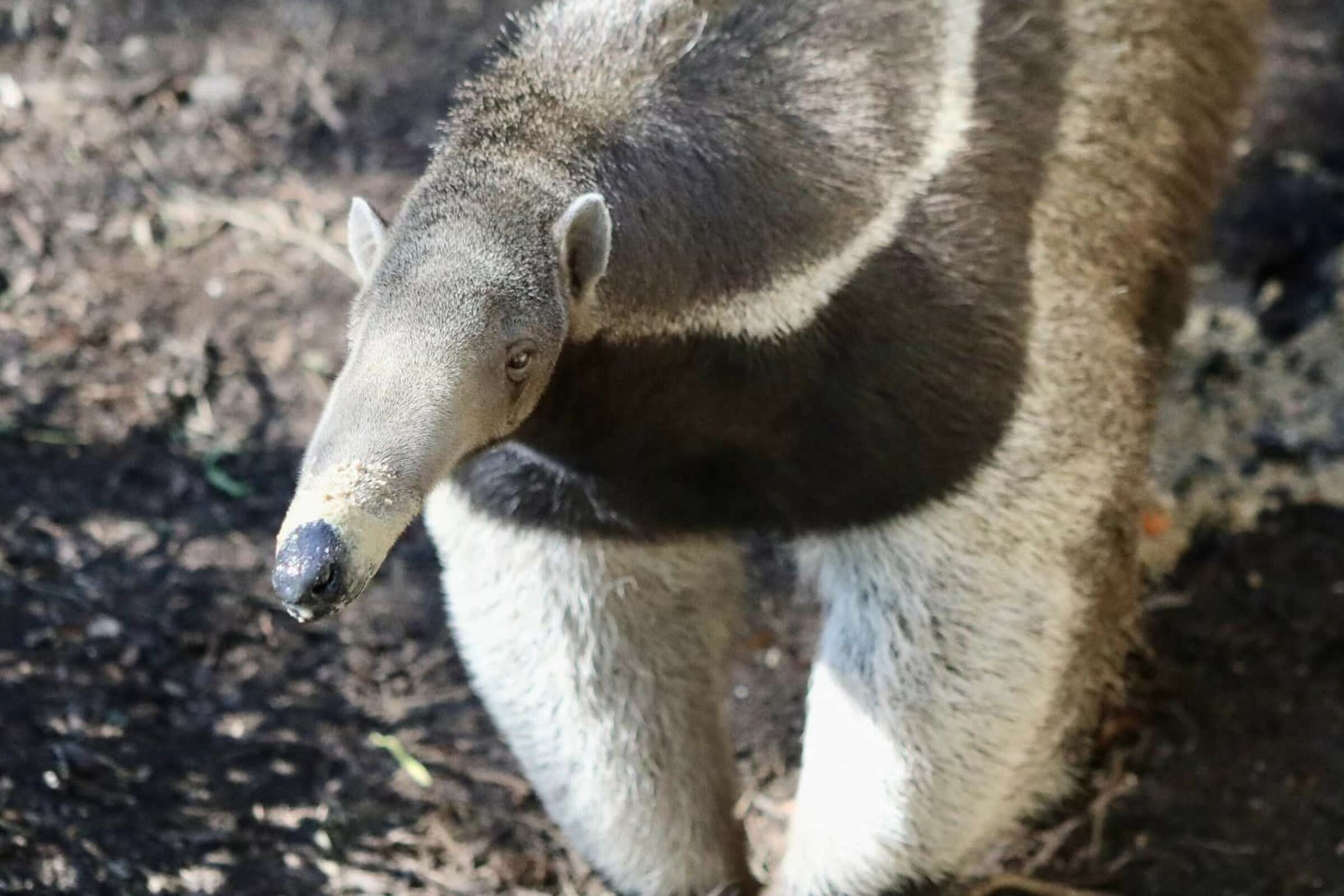 San Antonio Zoo: Anteaters to live with capybara newcomers