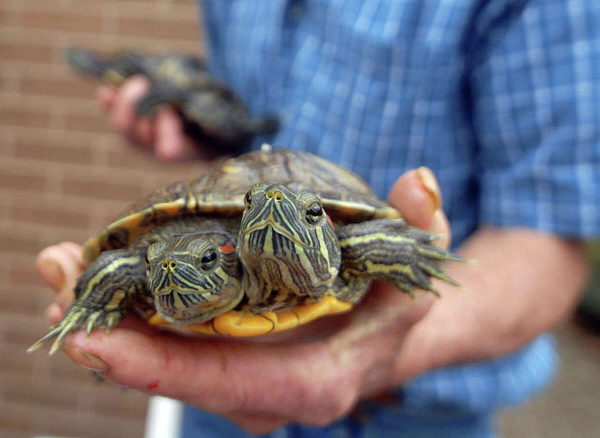 Lally's Oddities: Two-headed rattlesnakes and turtles