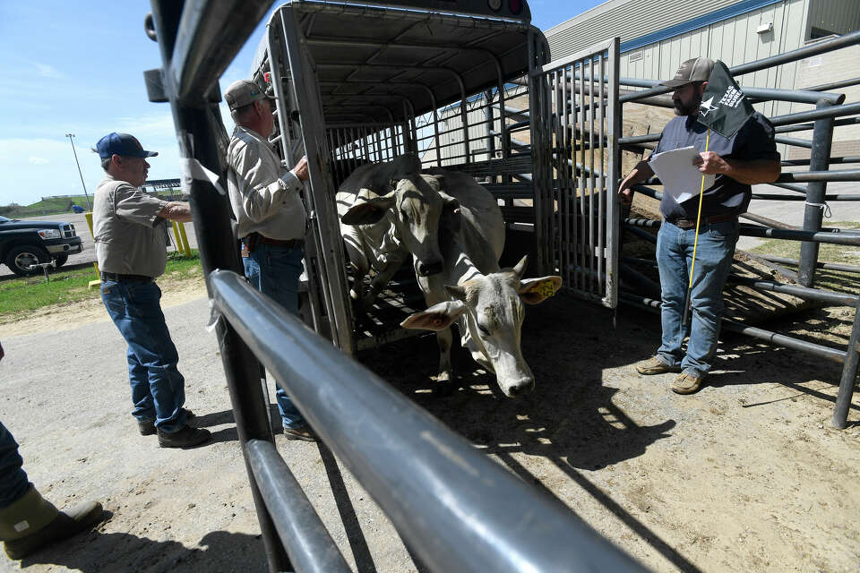 Nearly 400 cattle arriving for the annual Bull and Heifer Show