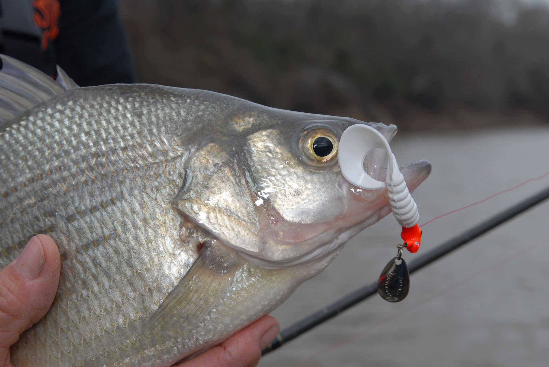 best lure for schooling white bass TOBY KEITH'S FISH LUCKE EVERYDAY KIT Fish Lucke White Bass Fishing Guide: Best