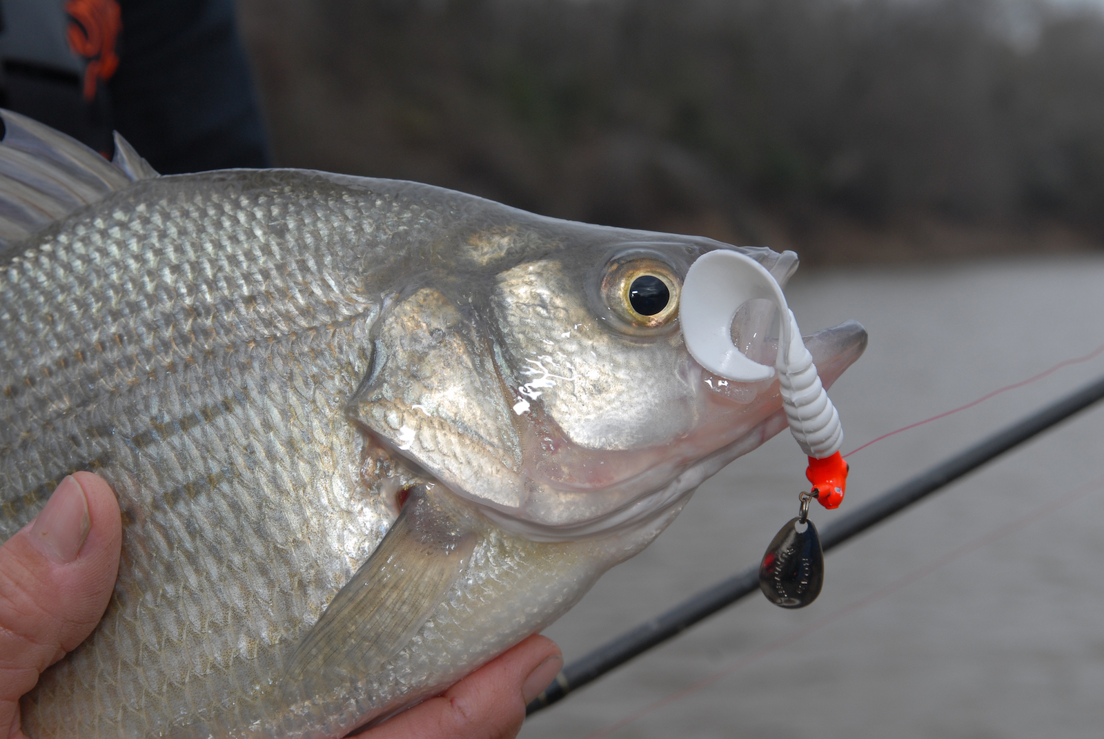 White lightning: Annual spawning run packs fast action on Texas waters