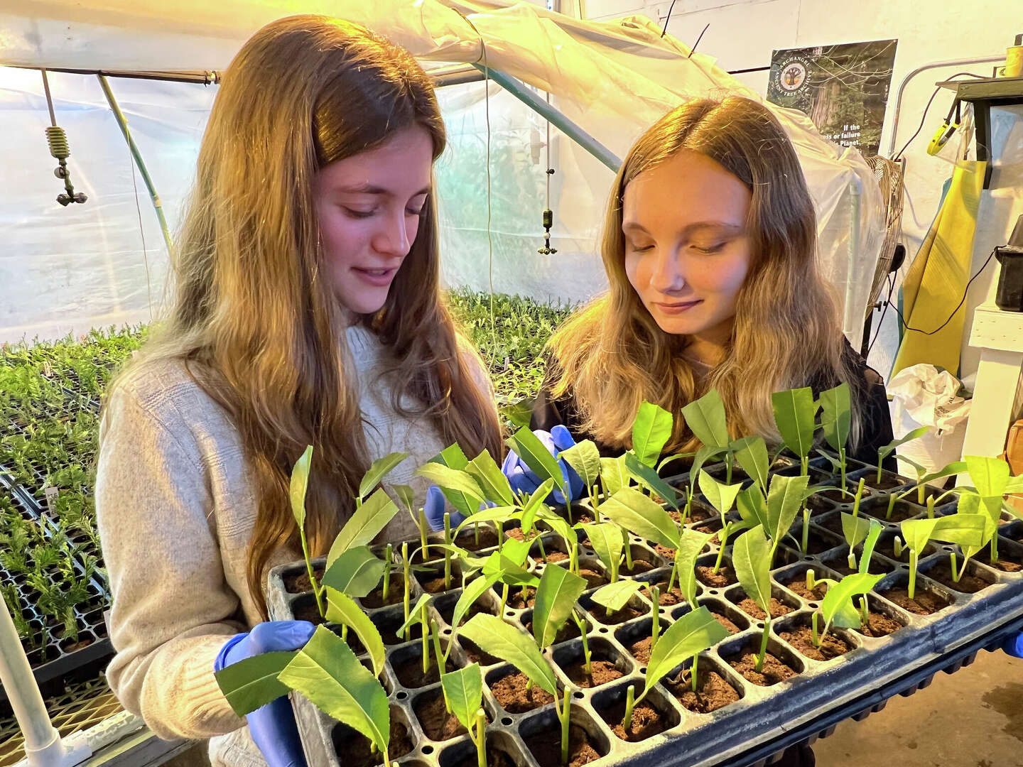 Archangel Ancient Tree Archive, Garden Club Working With Students