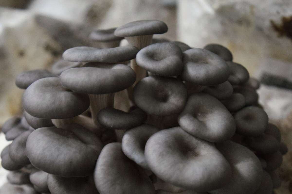 Blue oyster mushrooms farmed at Lone Star Mushrooms in Houston, Texas.