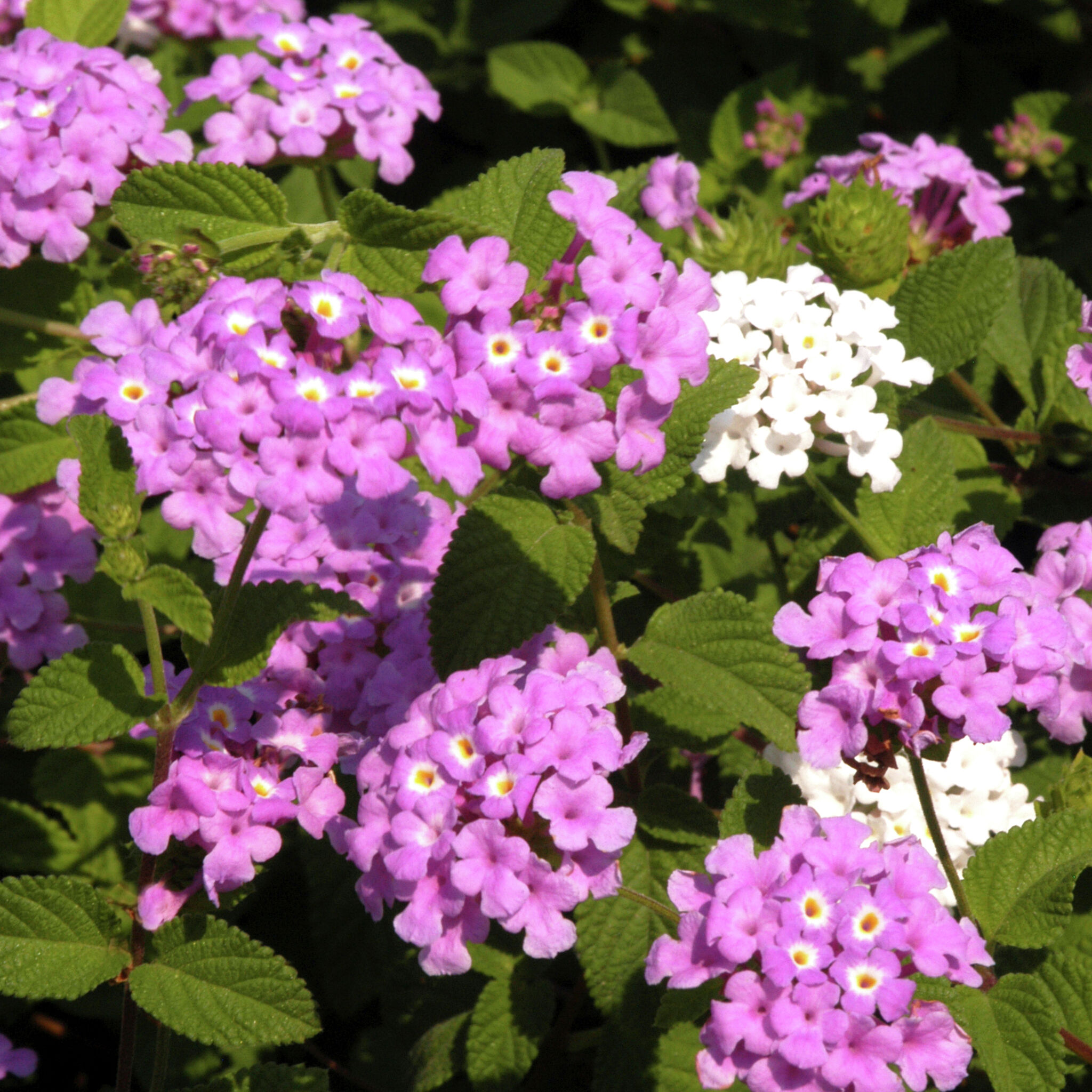 trailing-lavender-lantanas-are-late-bloomers-prune-fig-bushes-now