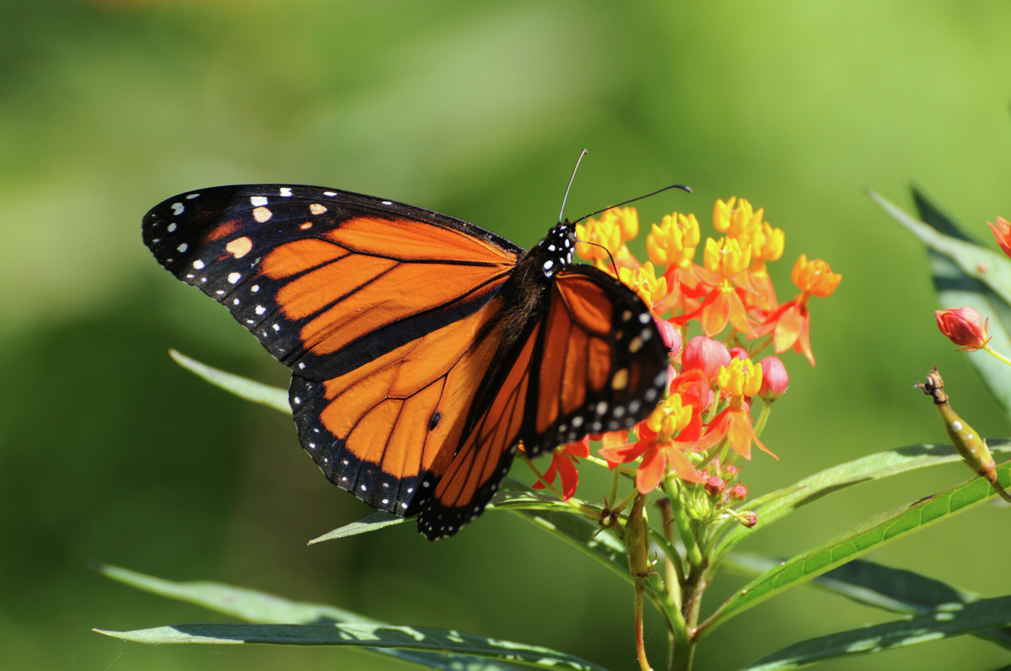 Prepare San Antonio landscape for summer, monarch butterflies