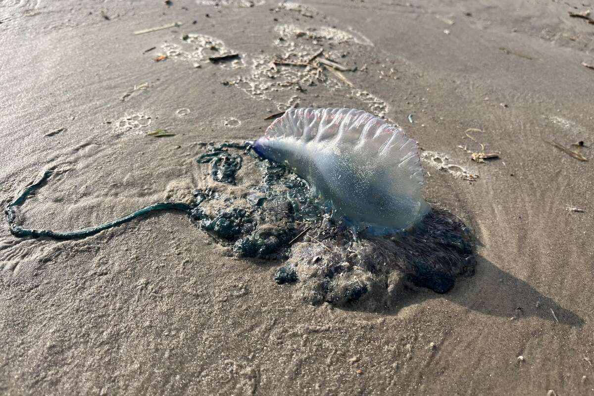 Brooke McGinty found at least four Portuguese man o' wars dotting the shore at Galveston Island State Park on Friday. 