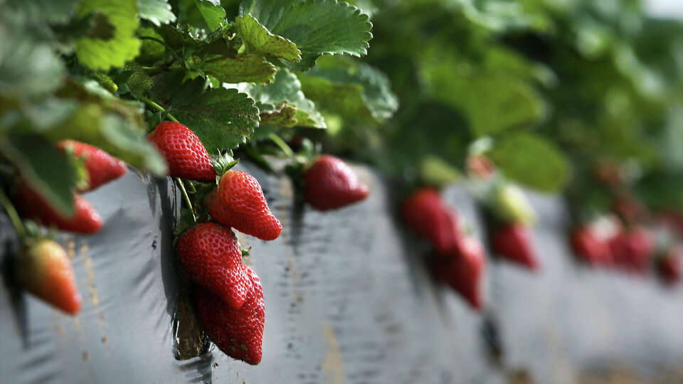 Texas strawberry season is in full swing through May. 