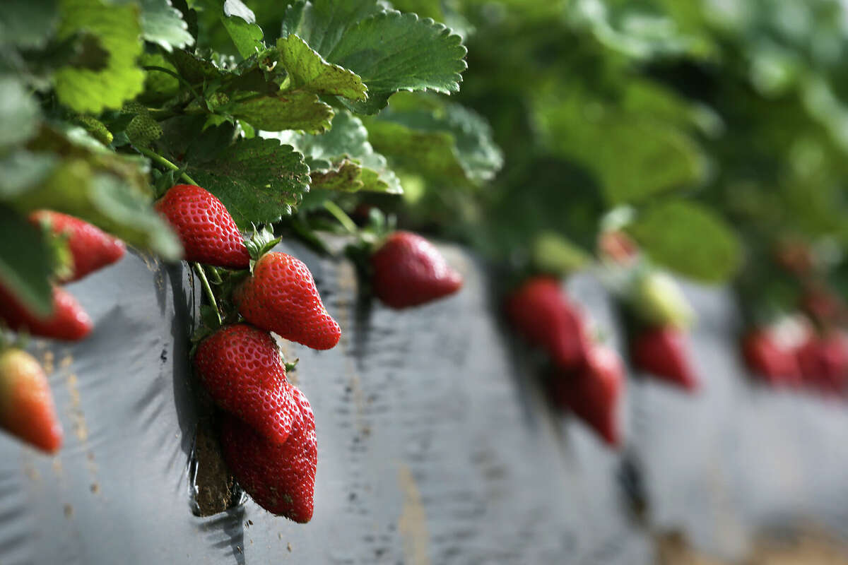 Texas strawberry season is in full swing through May. 