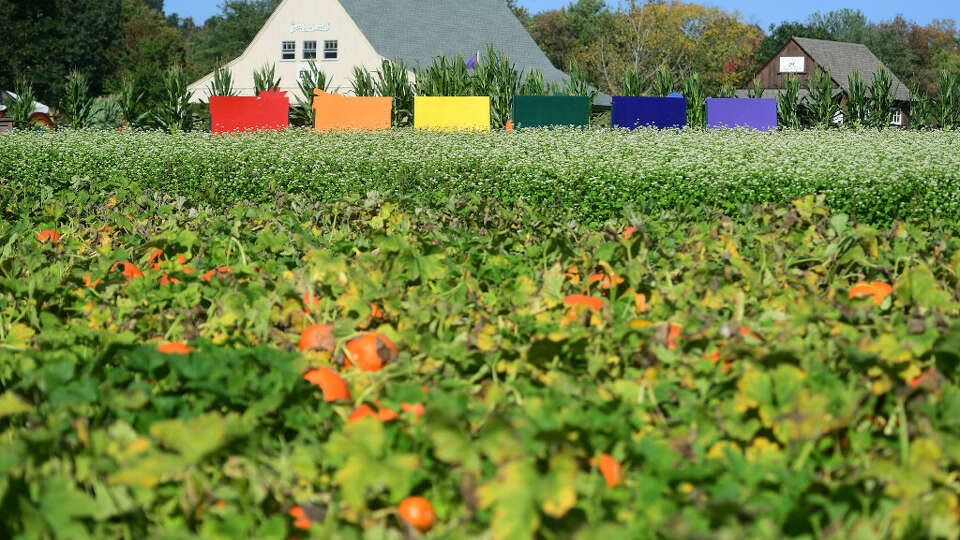 A pumpkin field at Jones Family Farms in Shelton.