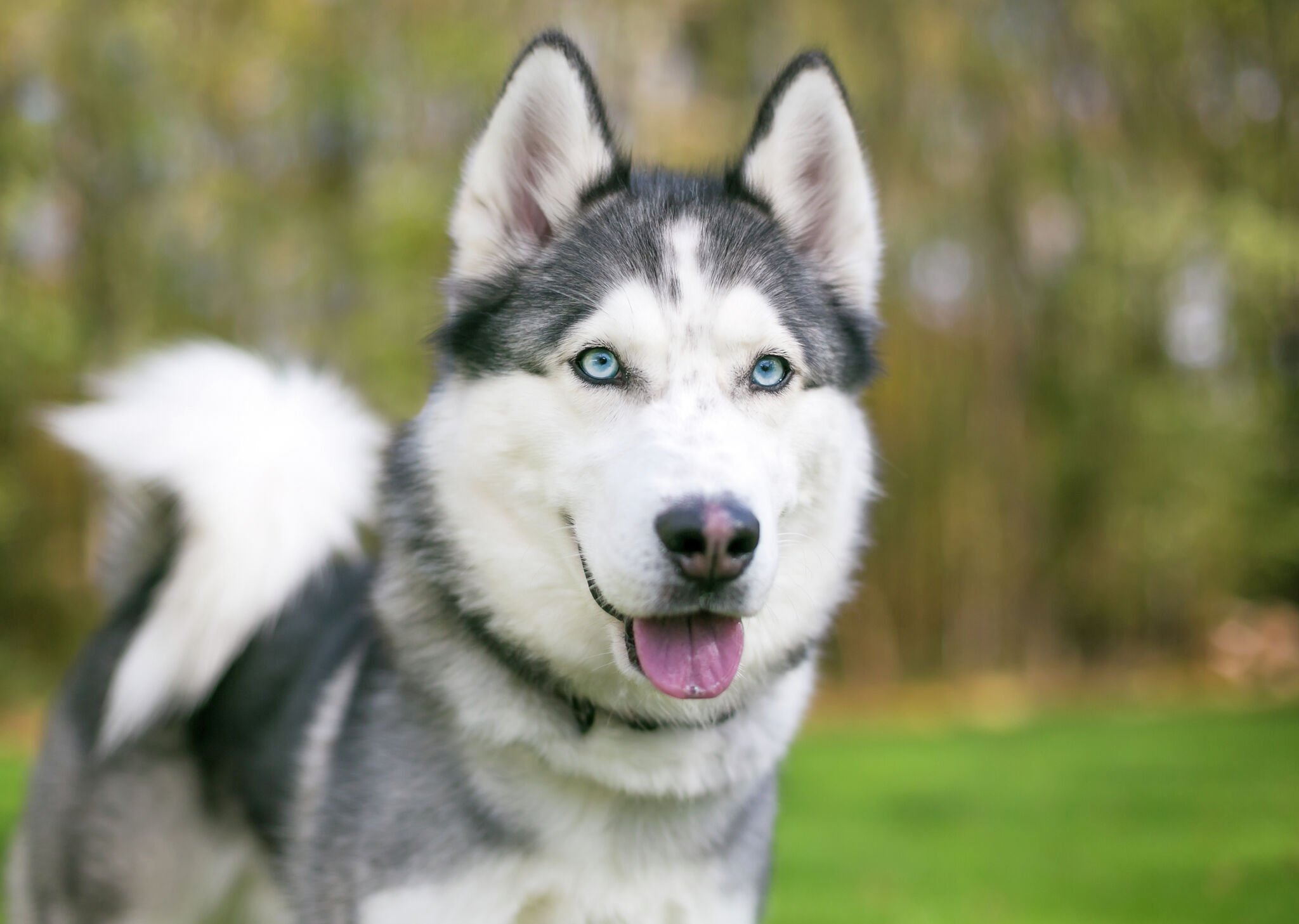 Some Ct Animal Shelters Are Seeing 'more Huskies Than Usual'