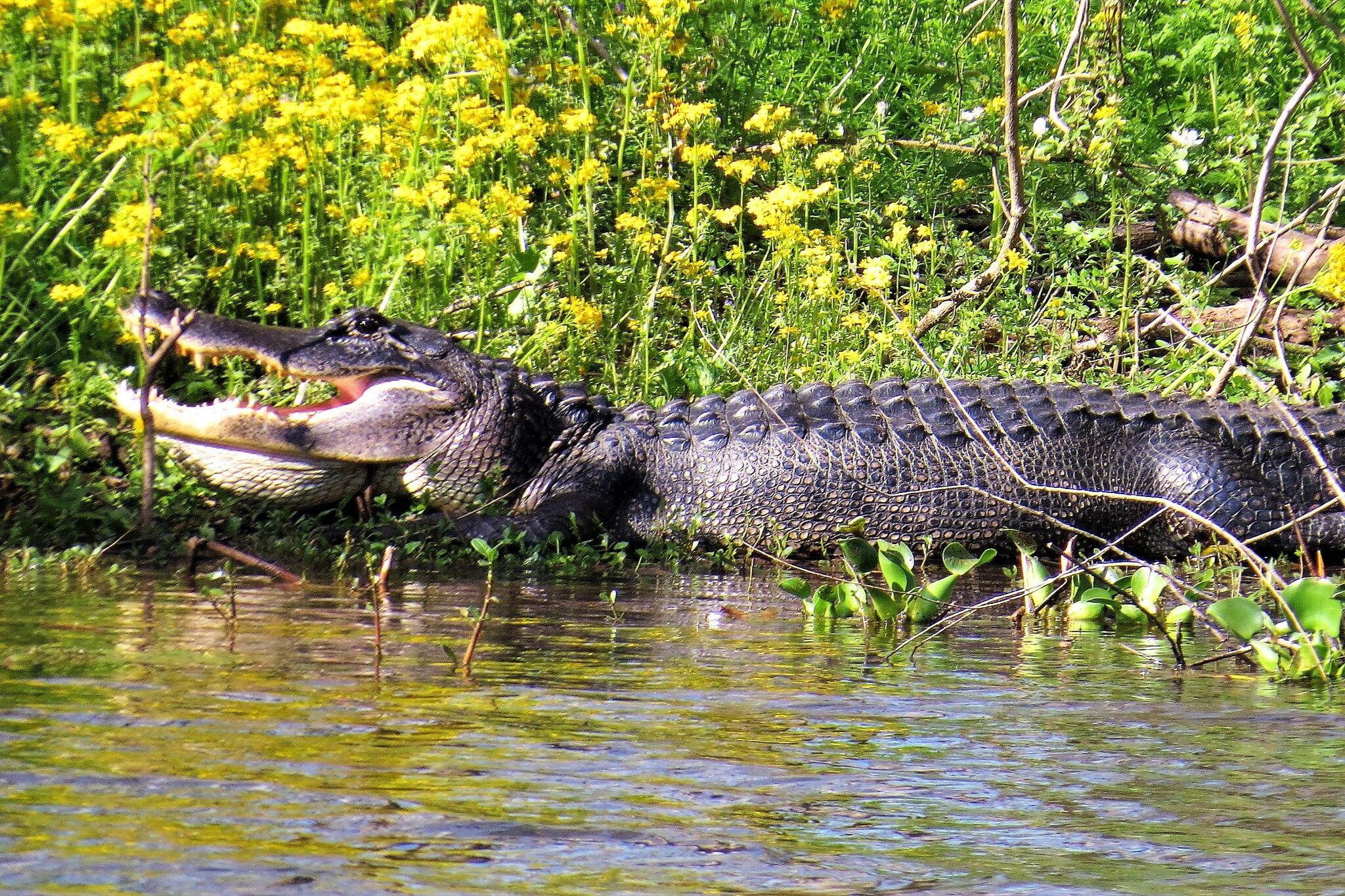 Houston Area Neighborhood Suddenly Seeing More Alligators 6771