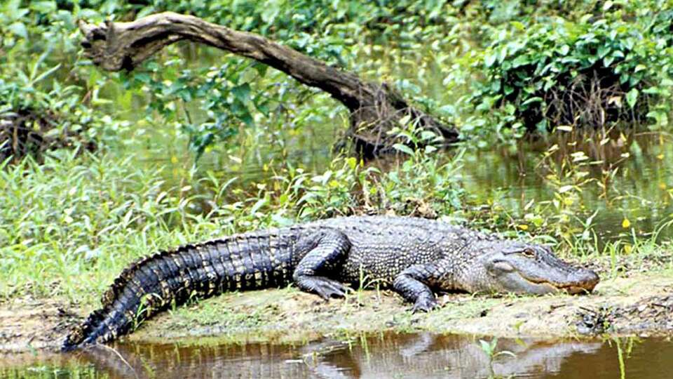 Except when engaged in hunting, it is against the law to intentionally feed a free-ranging alligator, according to state law and the Texas Parks and Wildlife.