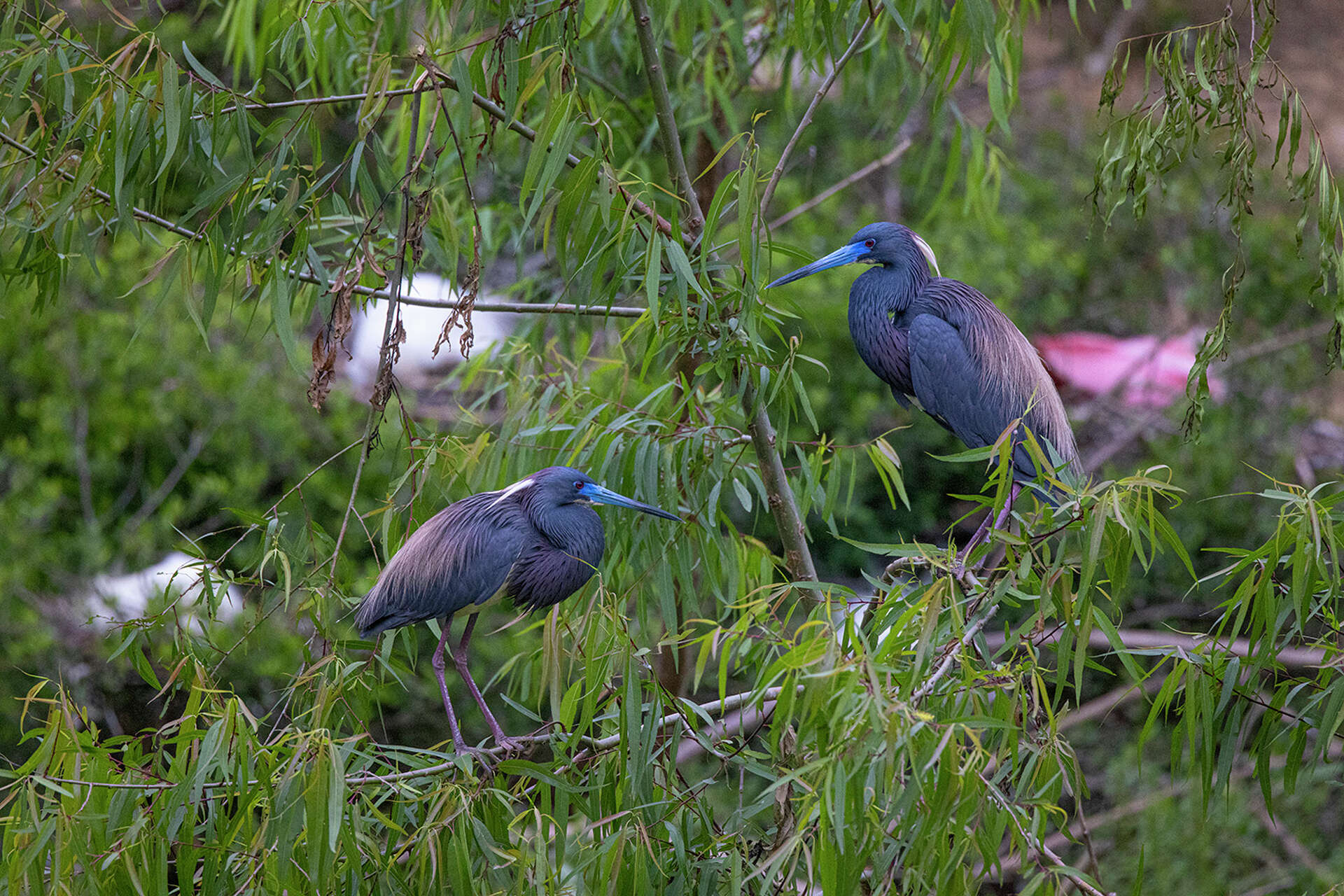 It's breeding season. Colorful waterbirds flock to High Island rookery