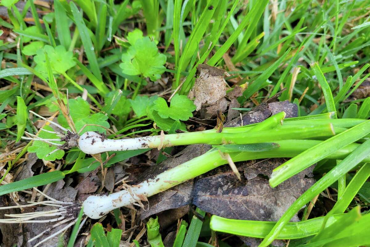 Wild Texas Onions are typically found in the Houston area between January and late April and can even be good potted plants, according toMark 'Merriwether Vorderbruggen, 'Forging Texas' blogger.