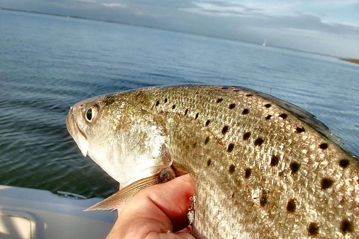 Spotted seatrout have a lot of fans in this part of the world.