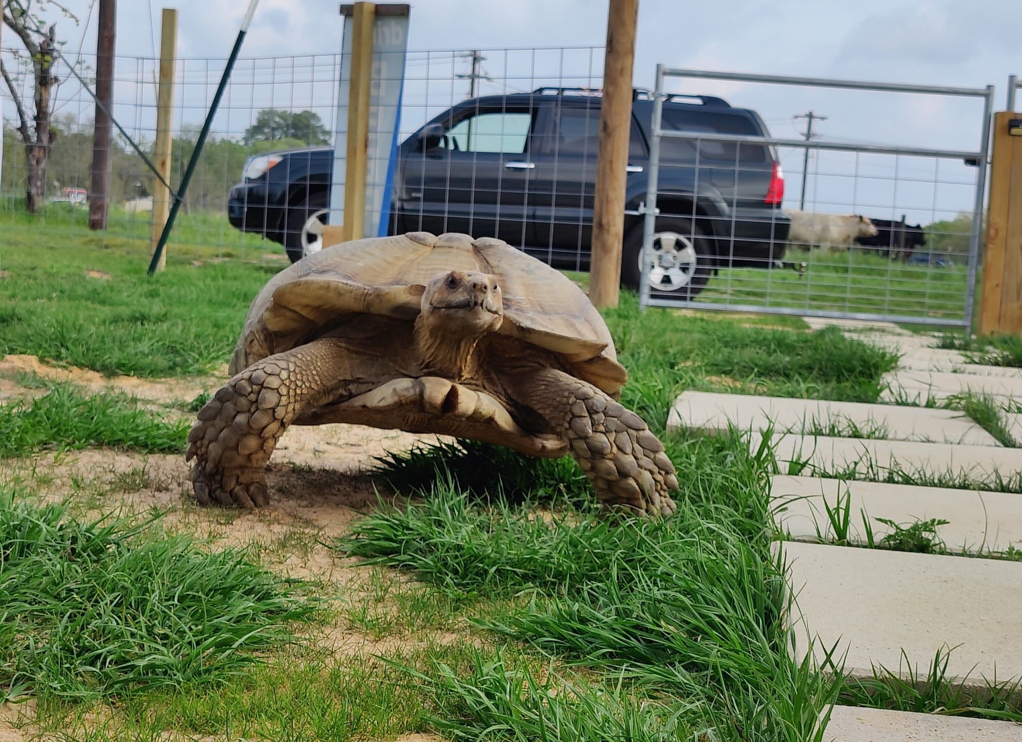 90-pound Texas tortoise escapes, goes on daylong adventure