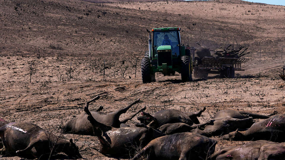 A rancher uses a tractor to deliver dead cattle to a collection area as the cleanup process begins following the Smokehouse Creek Fire, Friday, March 1, 2024, in Skellytown, Texas.