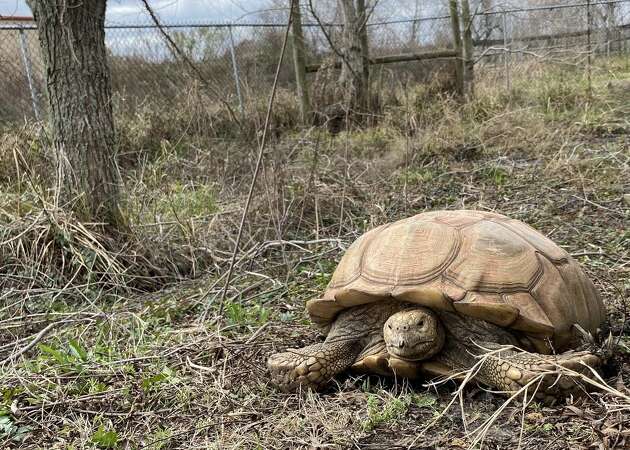 Turtles, crocodiles, alligators and more can be found in Angleton.