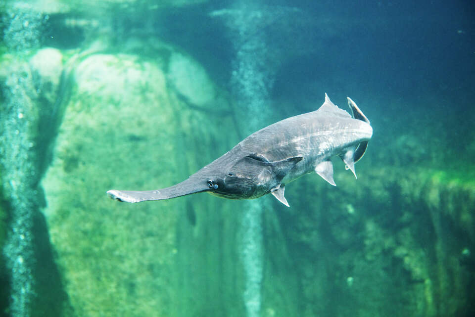 Kansas angler sets new world record with paddlefish snag in Missouri