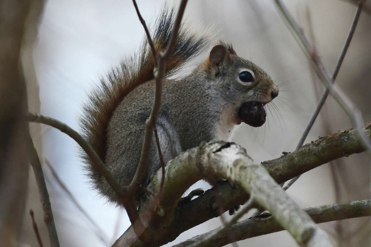 Power restored after squirrel causes hundreds of outages in Connecticut town