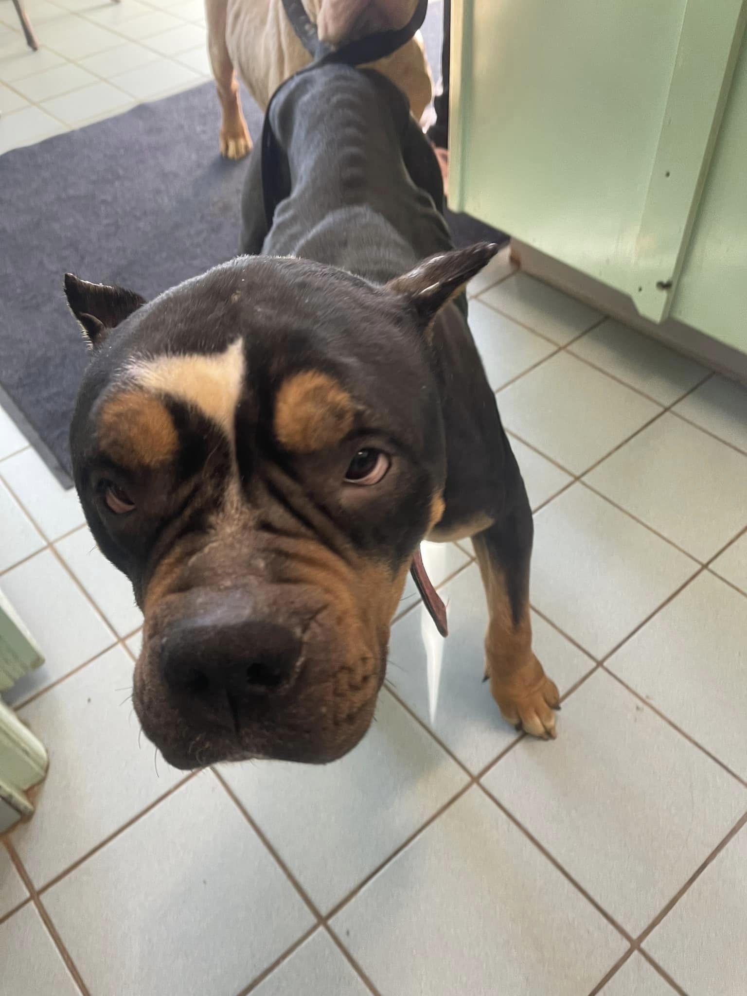 Woodbridge officials seek owners of emaciated dogs found roaming