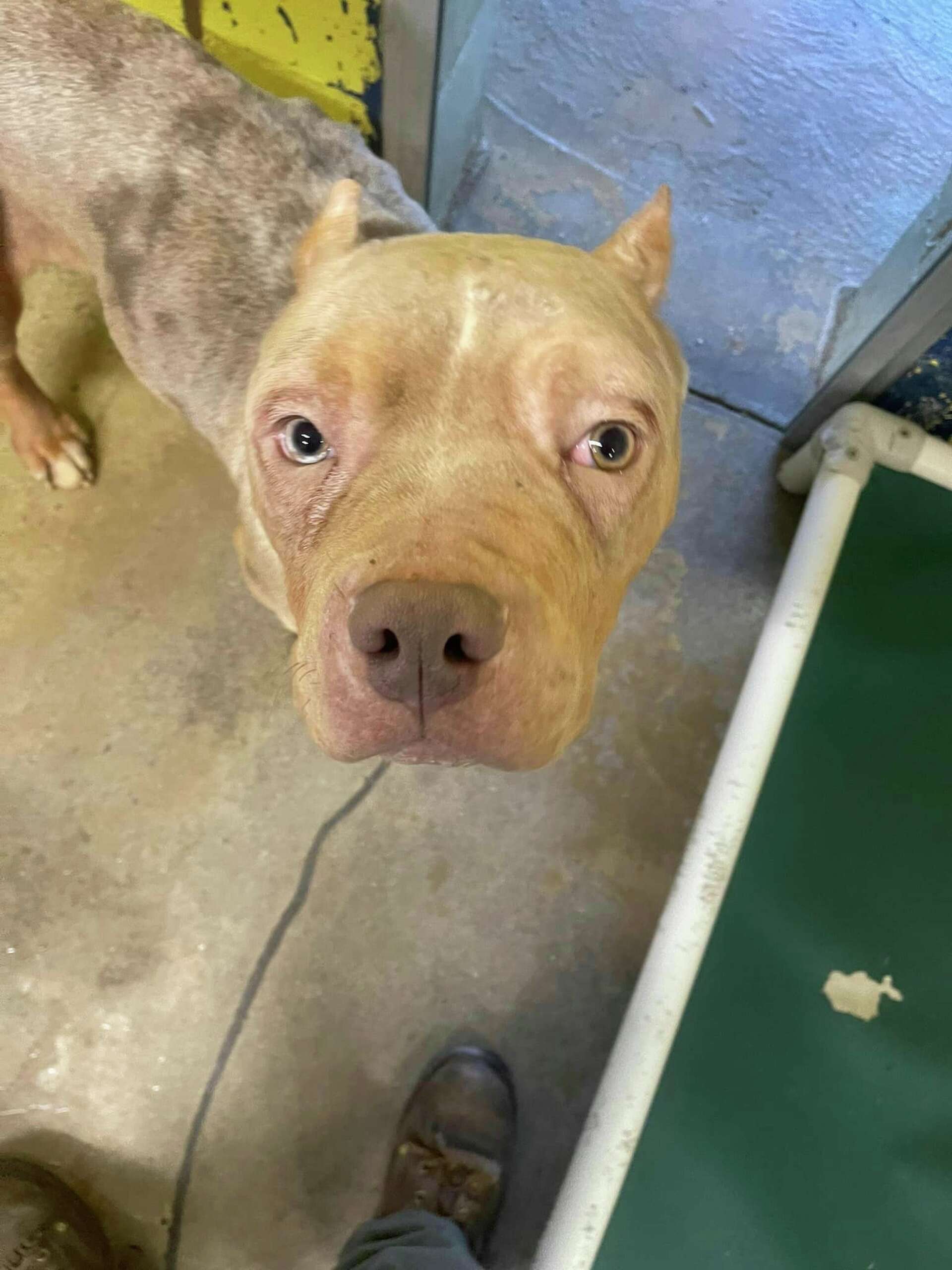 Woodbridge officials seek owners of emaciated dogs found roaming